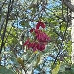 Prunus campanulata Kvet