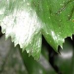 Reinhardtia simplex 葉