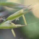 Achnatherum calamagrostis Плод