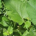 Salvia verticillata Blad