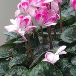 Cyclamen spp. 花