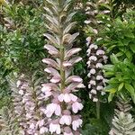 Acanthus spinosusFlower