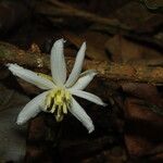 Caloncoba flagelliflora Flor