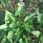 Parthenium integrifolium Folla