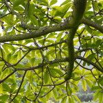 Ficus saussureana Hoja