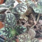 Episcia cupreataLeaf