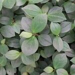 Peperomia glabella Листок