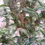 Amaranthus blitoides Folla