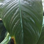 Spathiphyllum wallisii Leaf