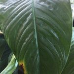 Spathiphyllum wallisii ഇല