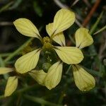 Vella spinosa Flower