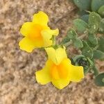 Linaria thymifolia Flor