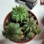 Euphorbia susannae Feuille