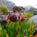 Culcitium serratifolium Flower