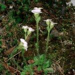 Saxifraga androsacea Drugo