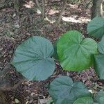 Talipariti tiliaceum Leaf