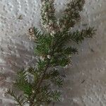 Erica multifloraFlor