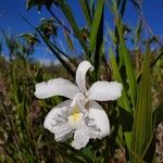 Sobralia liliastrum Flower