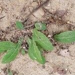 Sonchus bulbosus Hoja