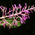 Palicourea angustifolia Květ