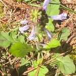 Salvia lyrata Blomst