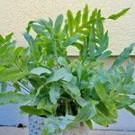 Phlebodium aureum 整株植物