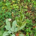 Verbascum thapsus Leaf