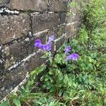 Scutellaria baicalensis Fiore