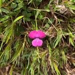 Cologania angustifolia Цвят