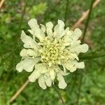 Cephalaria gigantea Flower