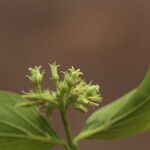 Strychnos spinosa Blüte