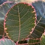 Cotinus coggygria ഇല