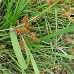 Cyperus ligularis Flower