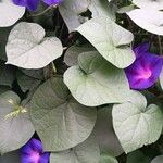 Ipomoea purpurea Folha