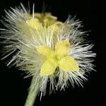 Galium serpenticum Blüte