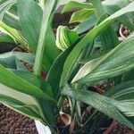 Aspidistra elatior Feuille