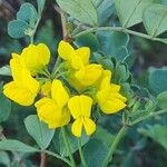 Coronilla glauca花