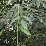 Pilocarpus pennatifolius Övriga
