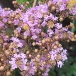 Lagerstroemia speciosaFlower