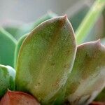 Echeveria gigantea Folio