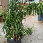 Dracaena angustifolia Blad