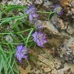 Phyteuma charmelii Flor