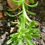 Sedum cepaea Лист