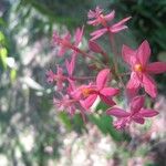 Epidendrum ibaguense Fleur