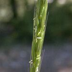 Elymus glaucus Hàbitat