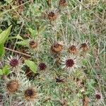 Carlina vulgaris 花