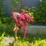 Rheum palmatum Blomst