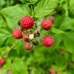 Rubus occidentalis Fruit