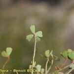 Marsilea batardae