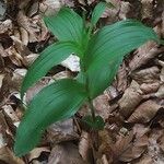 Epipactis leptochila Leaf